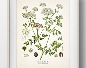 Poison Hemlock - Conium maculatum - Fine art prints of Kohler's vintage academia botanical illustration drawings