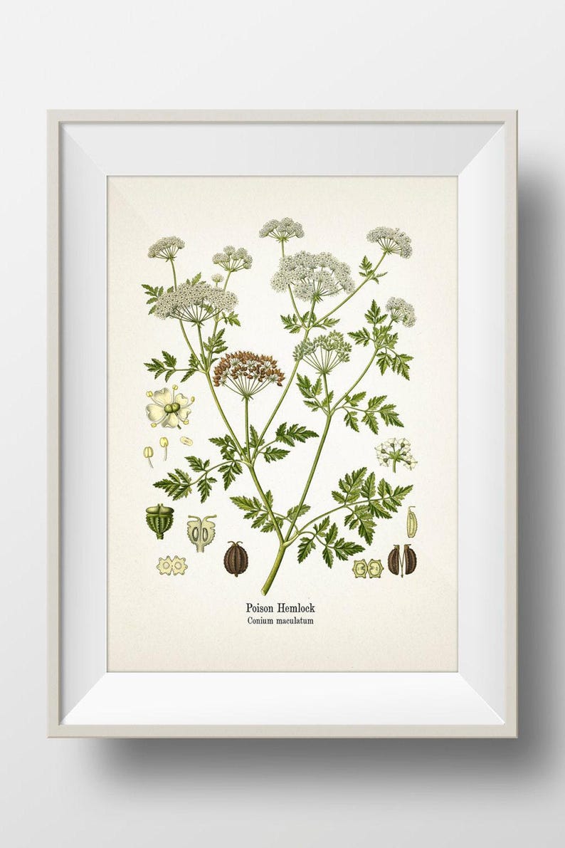 Poison Hemlock - Conium maculatum - Fine art prints of Kohler's vintage academia botanical illustration drawings image 1