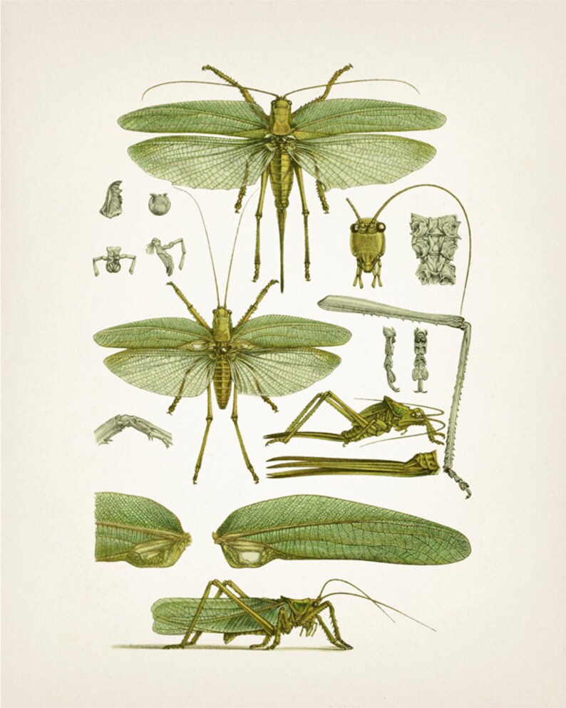 Insect Vintage Print Set - Green - IN-01-02-03-06 Fine Art Prints of a ...
