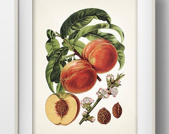 Vintage Peach Print 2- PL-43 - Fine art print of a vintage natural history academia illustration