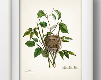 Warbler Bird Nest - NE-04 - Rustic woodland fine art print of a vintage natural history academia illustration