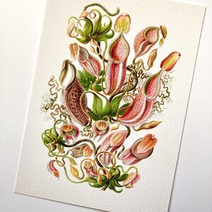 Carnivorous Pitcher Plant by Haeckel- Intricate Drawing- PL-03 - Fine ...