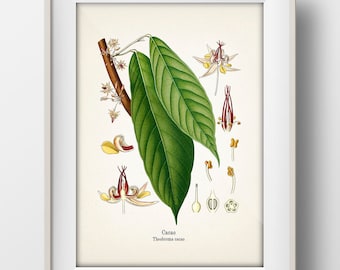 Vintage Chocolate Plant Print 1 - Cacao - KO-77 - Fine art prints of Kohler's vintage academia botanical illustration drawings