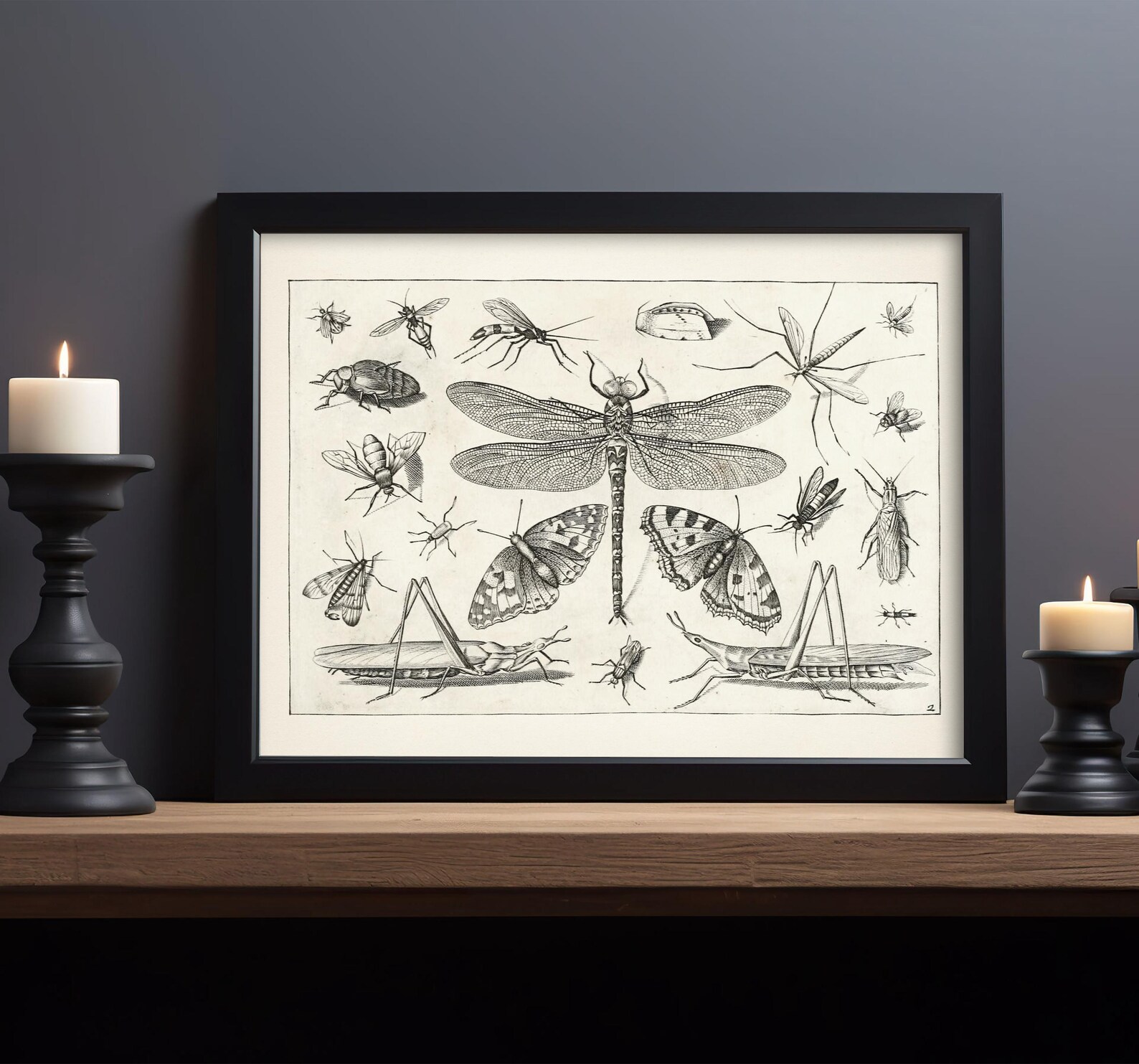 Insect Collage Drawing : Fine Art Print of a Vintage Natural History ...