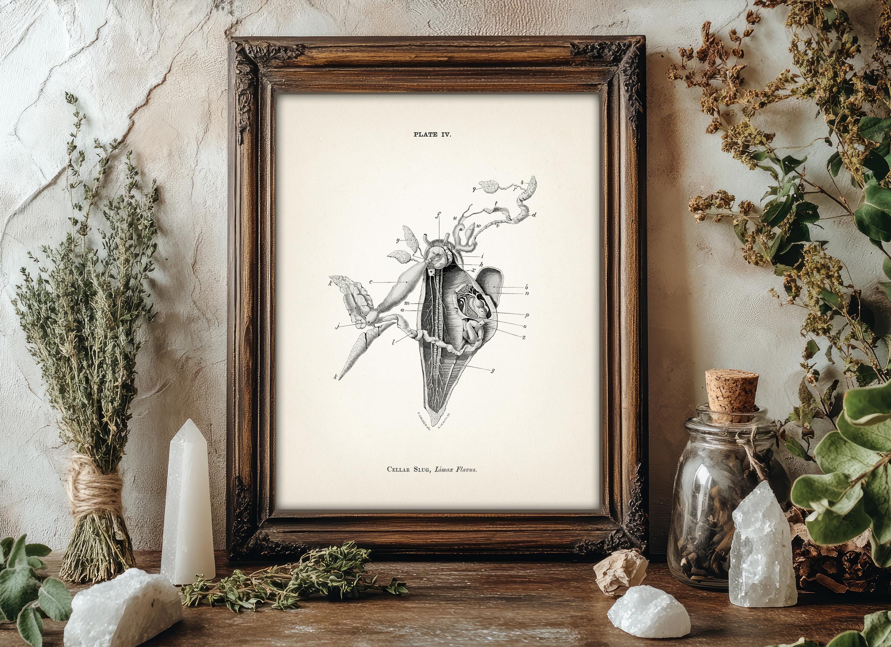 Cellar Slug Dissection Anatomy Diagram [1870] AN-19 - Fine Art Print of ...