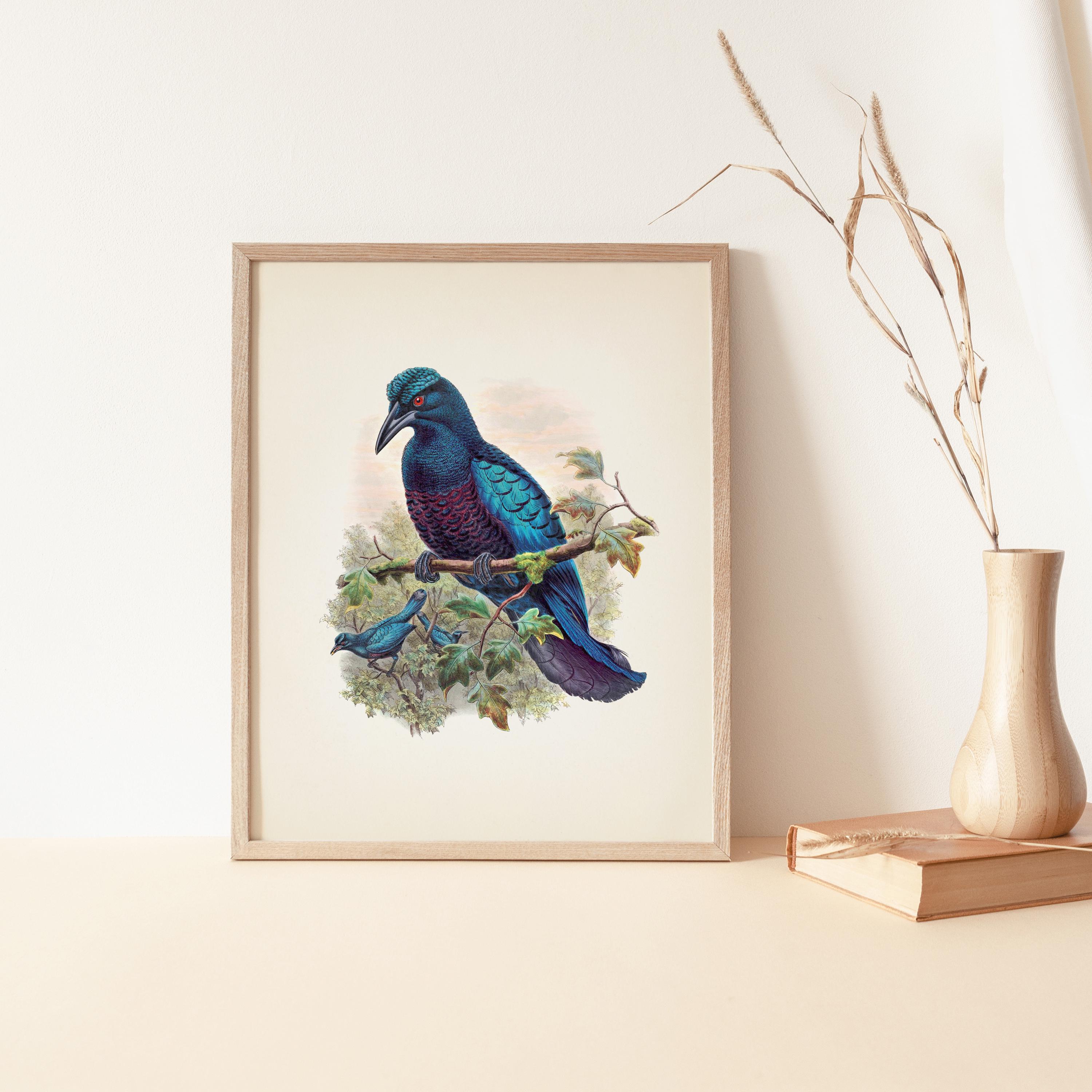 Curl Crested Manucode Bird of Paradise (manucodia Comrii) - BP-05 ...