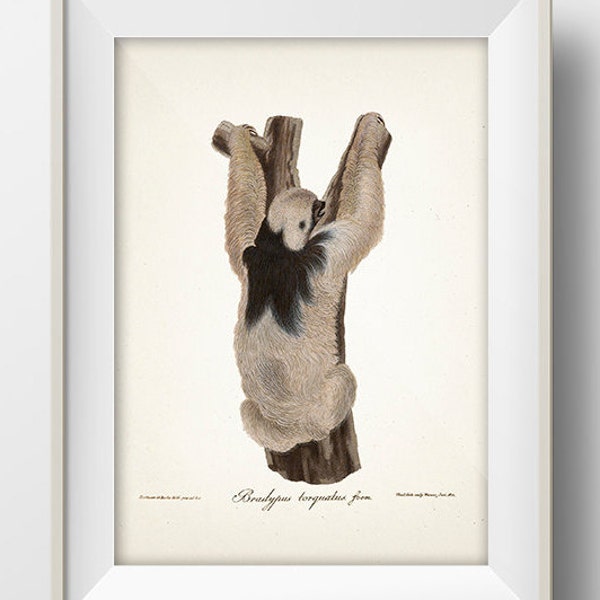 Three-Toed Sloth (Maned Sloth) - MA-08 -  Fine art print of a vintage natural history academia illustration.