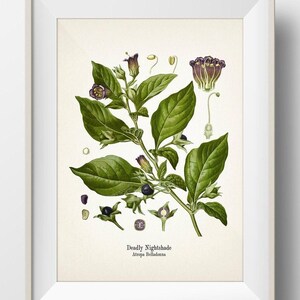 The image is a framed botanical illustration depicting a Deadly Nightshade plant with its distinctive green leaves and purple flowers.