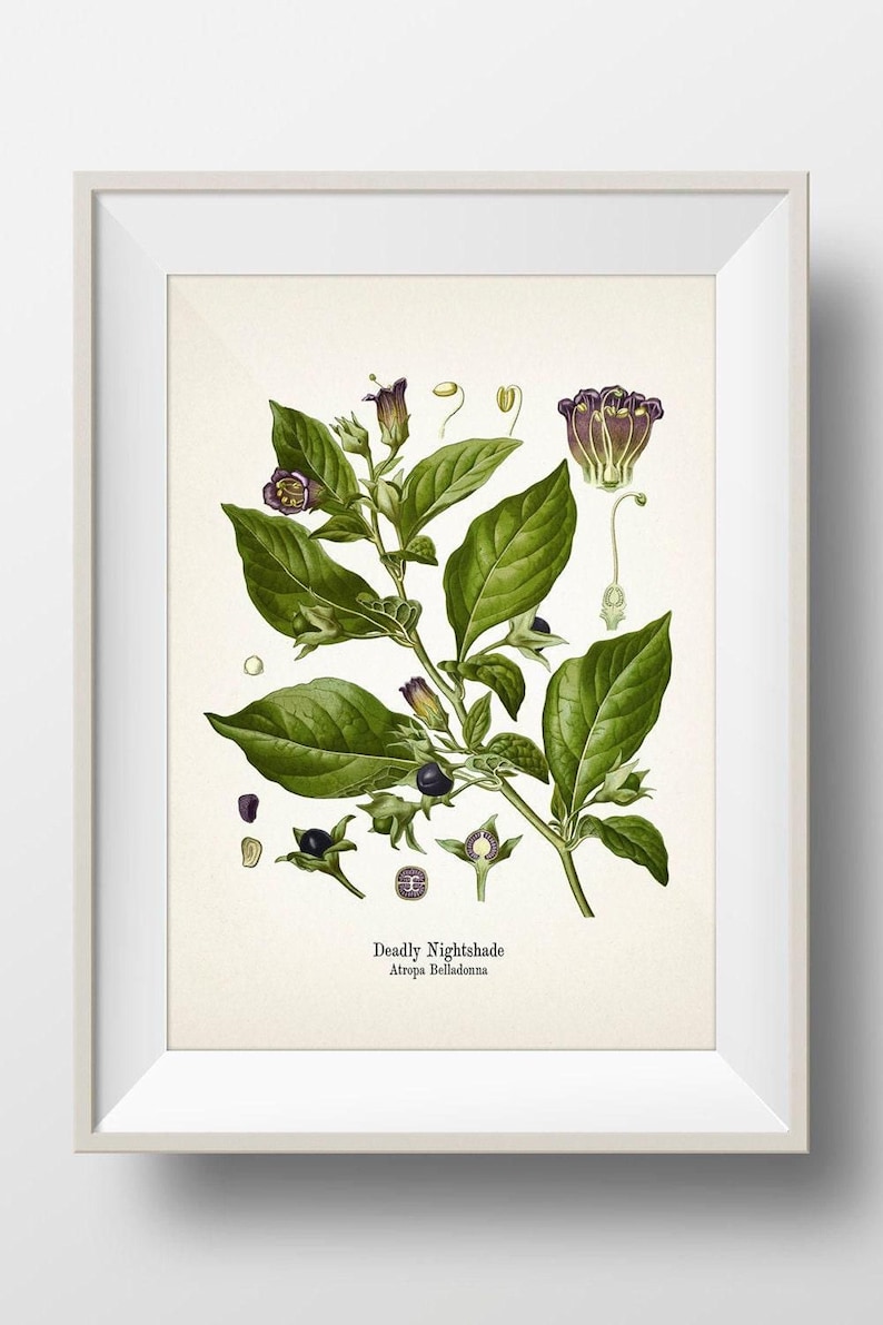 The image is a framed botanical illustration depicting a Deadly Nightshade plant with its distinctive green leaves and purple flowers.