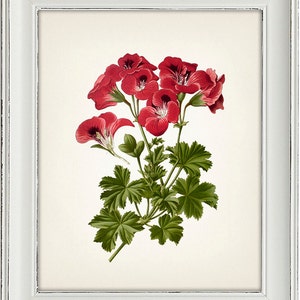 Pelargonium Grandiflorum Botanical Illustration -  - Fine art print of a vintage natural history academia botanical illustration