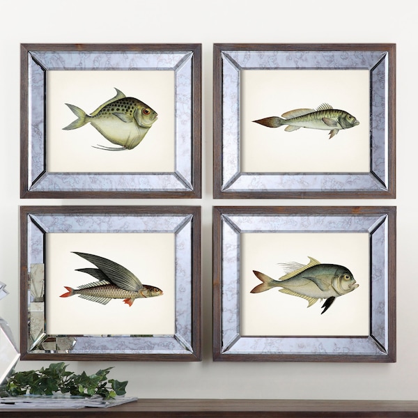 Blue Green Fish Print Set -  1801 Fish Drawings. - Fine art print of a vintage natural history academia illustration