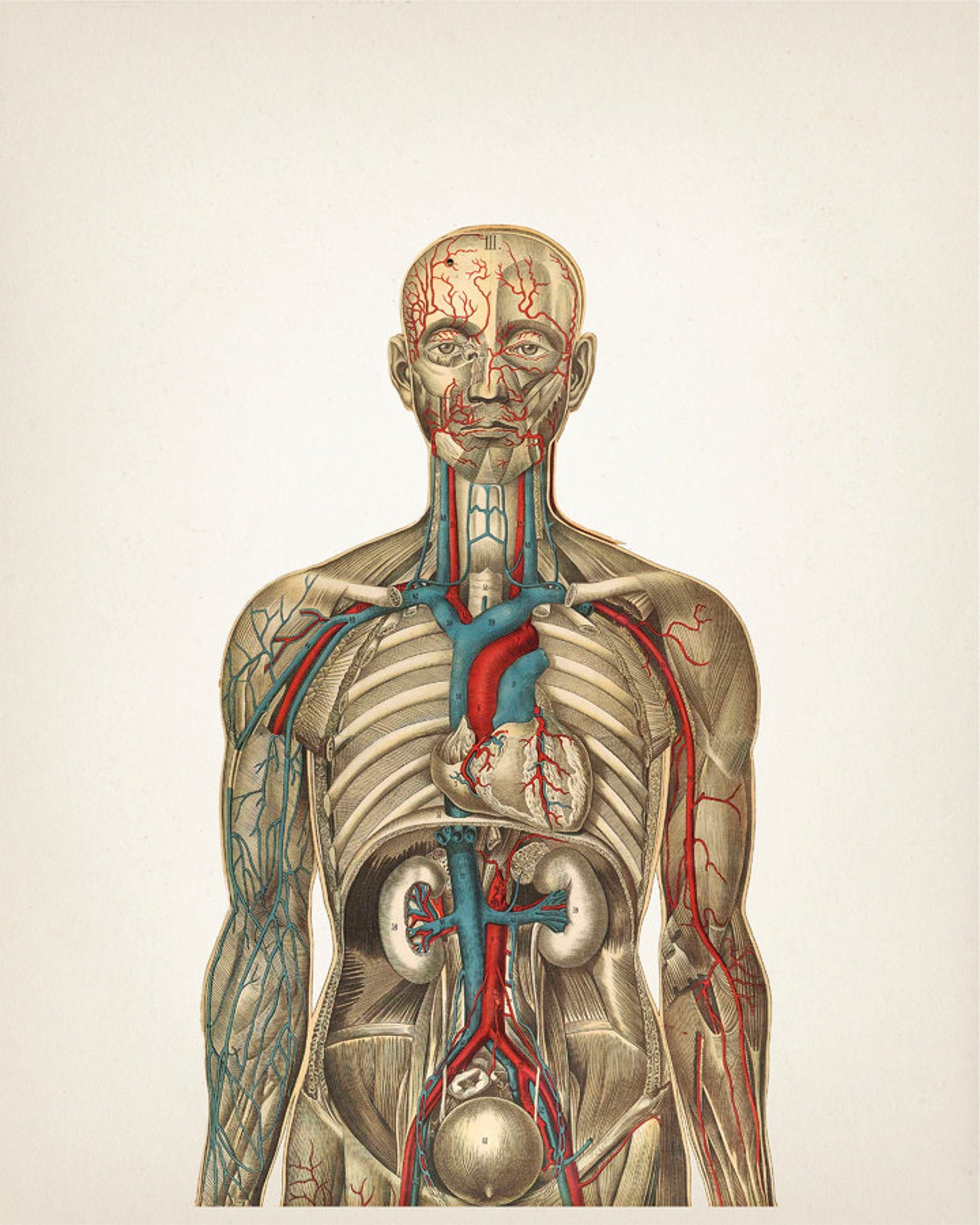 Human Anatomy CIRCULATORY System Wall Art Set - Fine Art Prints of a ...