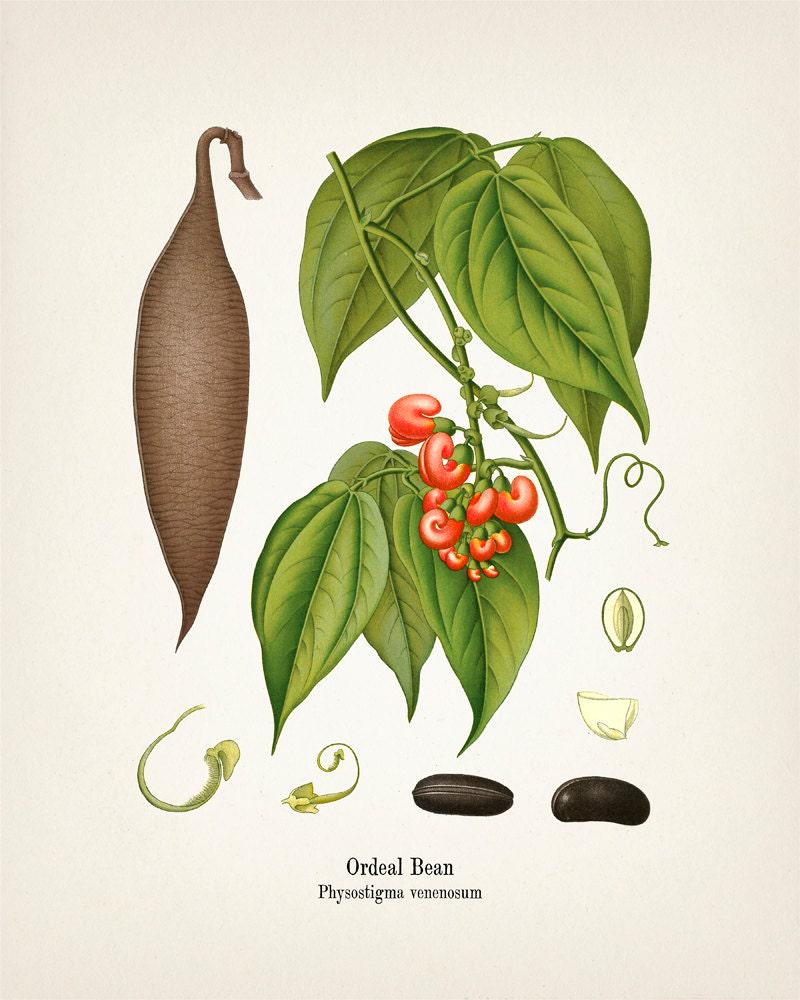 Ordeal Bean - Calaber Bean - Physostigma Venenosum - KO-49 - Fine Art  Prints of Kohler's Vintage Academia Botanical Illustration Drawings - Etsy