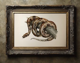 Boa Constrictor [1867] RE-11 - Fine art print of a vintage natural history academia illustration.