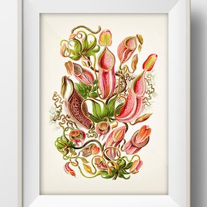 Carnivorous Pitcher Plant - Intricate drawing- PL-03 - Fine art print of a vintage natural history academia illustration - PL-03