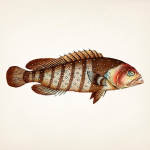Bored 1801 Grouper fish drawing -  Fine art print of a vintage natural history academia illustration