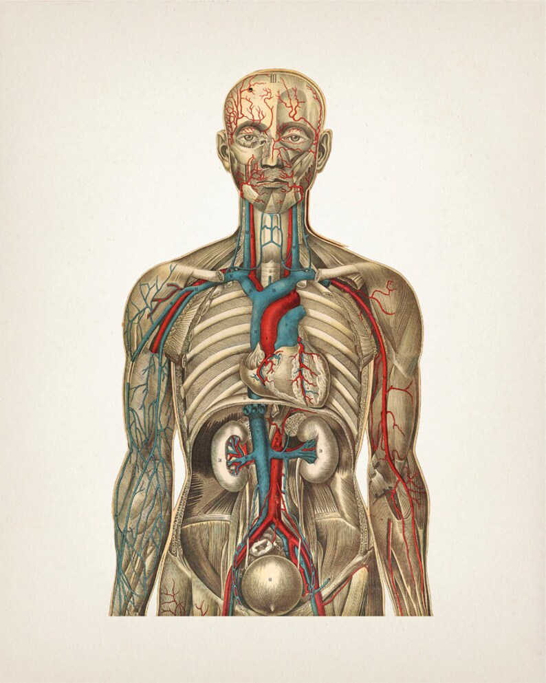 Human Anatomy Wall Art Set of Three Fine Art Prints of a - Etsy
