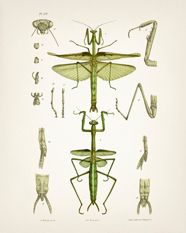 Insect Vintage Print Set - Green - IN-01-02-03-06 Fine Art Prints of a ...