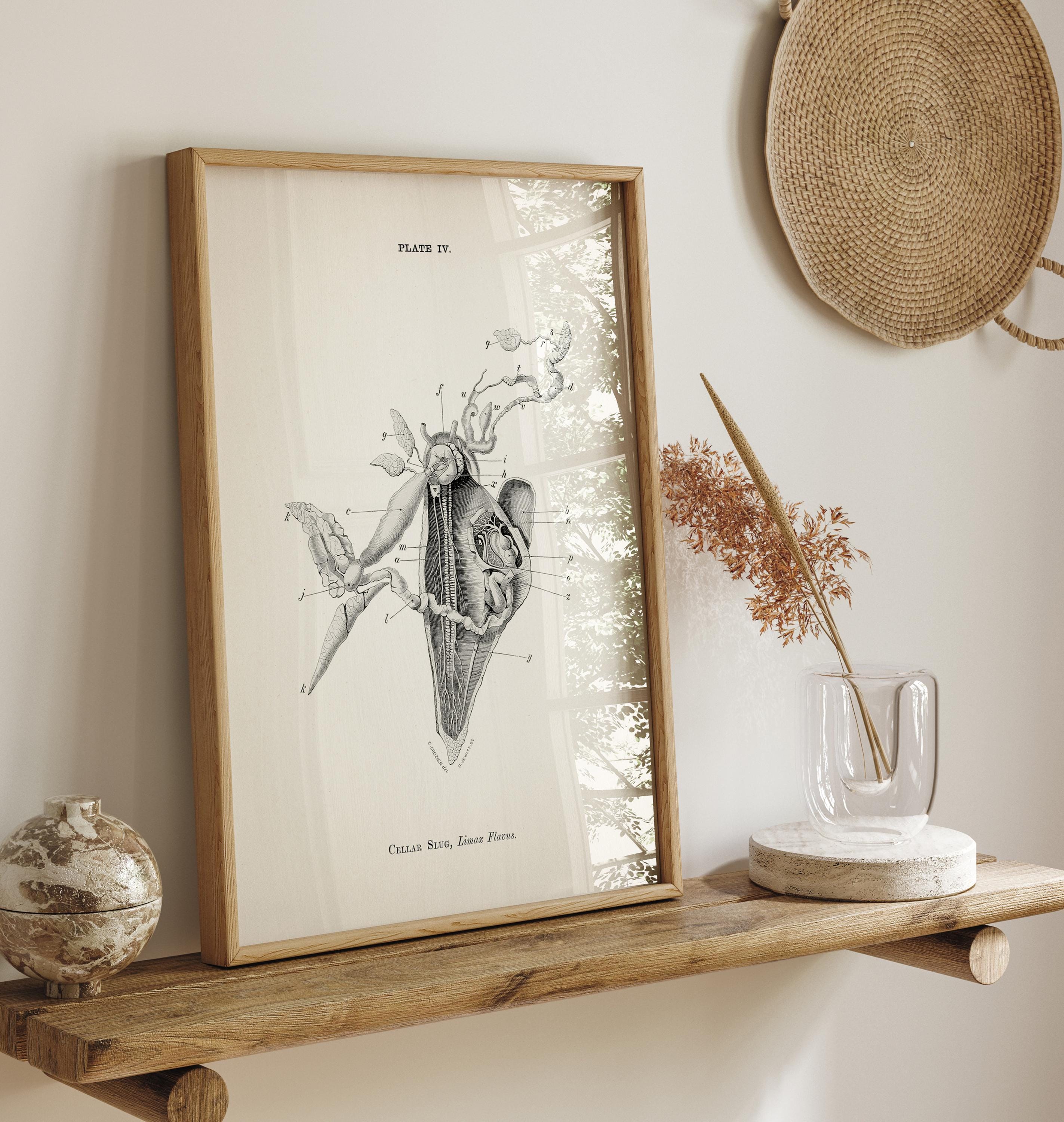 Cellar Slug Dissection Anatomy Diagram [1870] AN-19 - Fine Art Print of ...