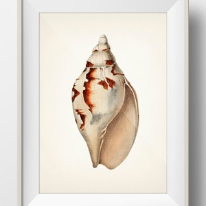 Shell No. 61 - SH-61 - Fine art print of a vintage natural history academia illustration