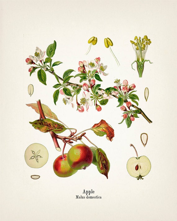 Vintage Apple Print - KO-01 - Fine Art Prints of Kohler's