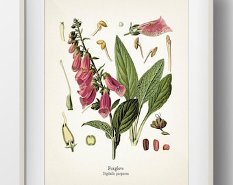 Foxglove - Digitalis Purpurea - KO-34- Fine Art Prints of Kohler's
