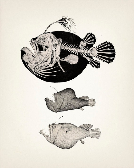 Angler Fish Skeleton Scientific Anatomy Drawing OE-01 Fine Art