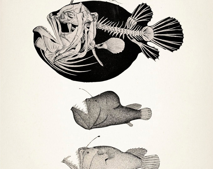 Angler Fish Skeleton Scientific Anatomy Drawing OE-01 Fine Art Print of ...