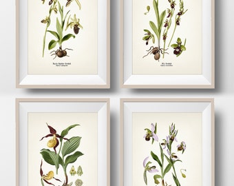 Orchid Wall Art Set #1 - Lady's Slipper, Bee, Early Spider, Fly Orchids - Fine art prints of vintage floral botanical illustrations