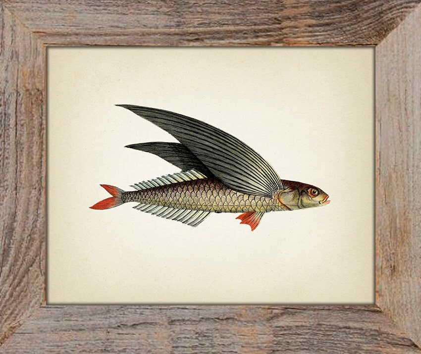 絵画　魚 il_fullxfull.452233653_burr.jpg