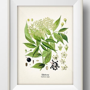 Vintage Elderberry Print - KO-03 - Fine art prints of Kohler&#39;s vintage academia botanical illustration drawings