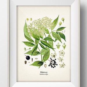 Vintage Elderberry Print - KO-03 - Fine art prints of Kohler's vintage academia botanical illustration drawings