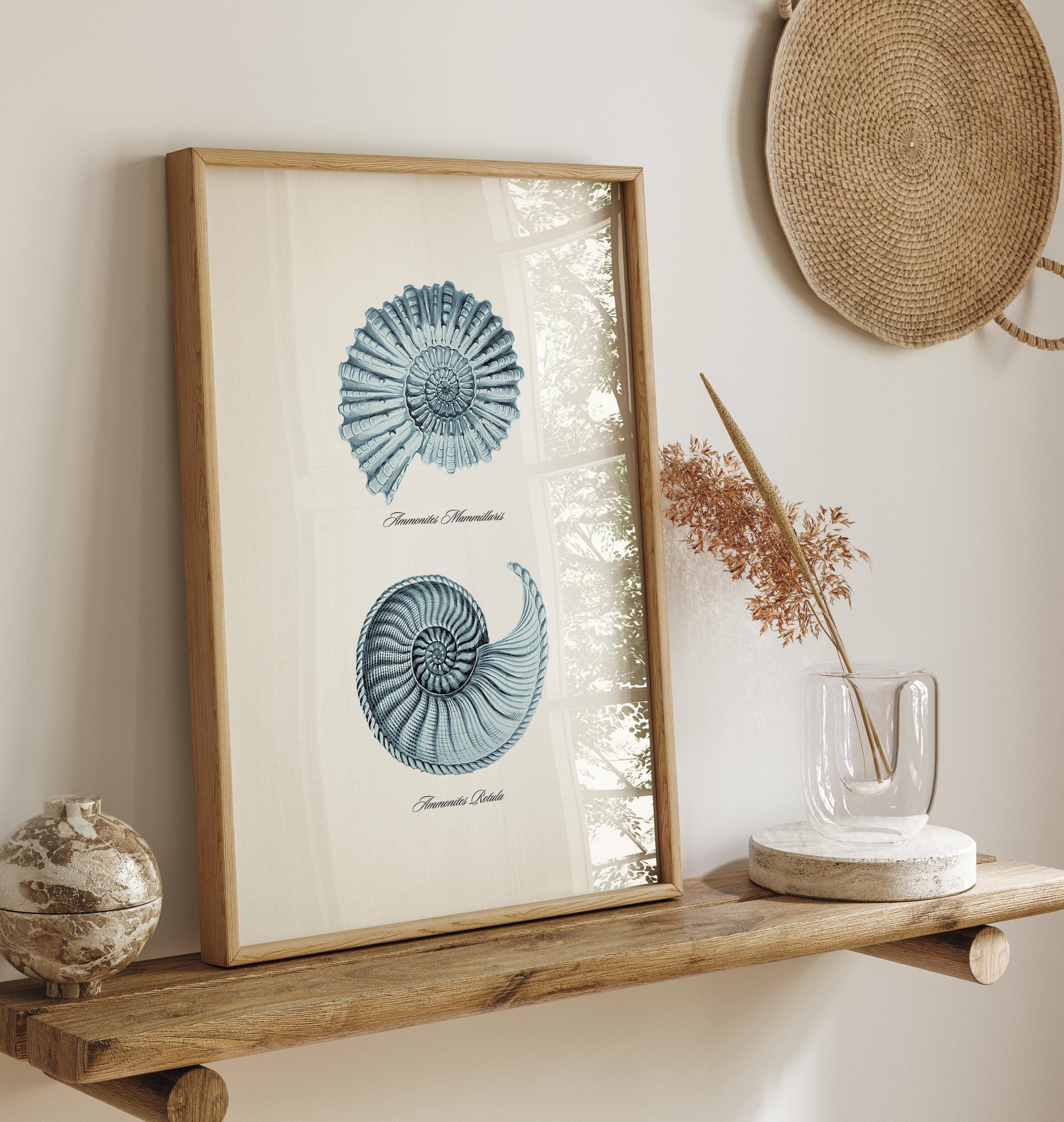 Spiral Seashells ( Ammonites )- SH-10 - Fine Art Print of a