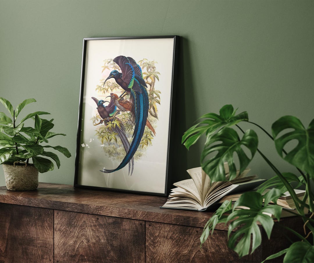 Black Sicklebill Bird of Paradise (Epimachus fastuosus) - BP-02