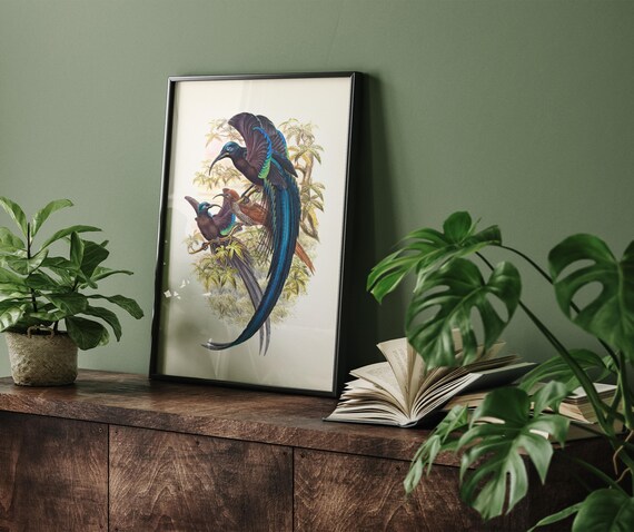 Black Sicklebill Bird of Paradise (epimachus Fastuosus) - BP-02