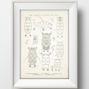 Tardigrade (Water Bear) Anatomy Specimens PLATE 1 - SC-18-22 - Fine art print of a vintage natural history academia illustration
