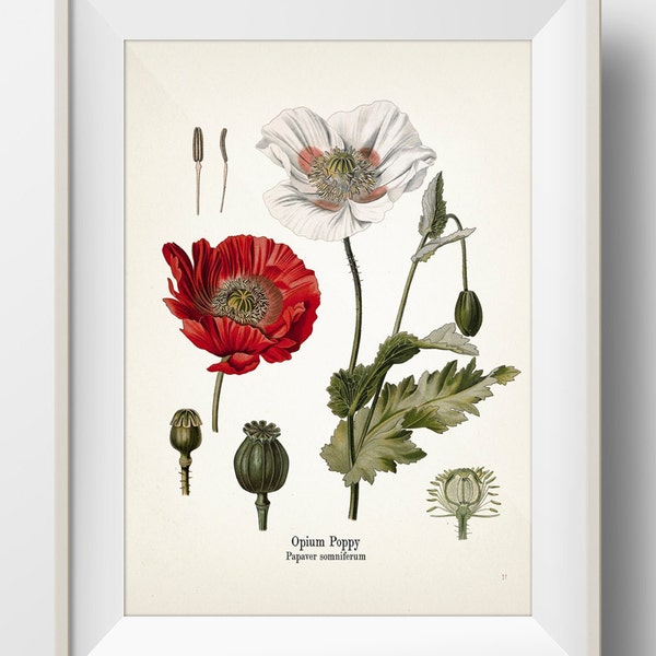 Opium Poppy - Papaver somniferum - KO-38 - Fine art prints of Kohler's vintage academia botanical illustration drawings