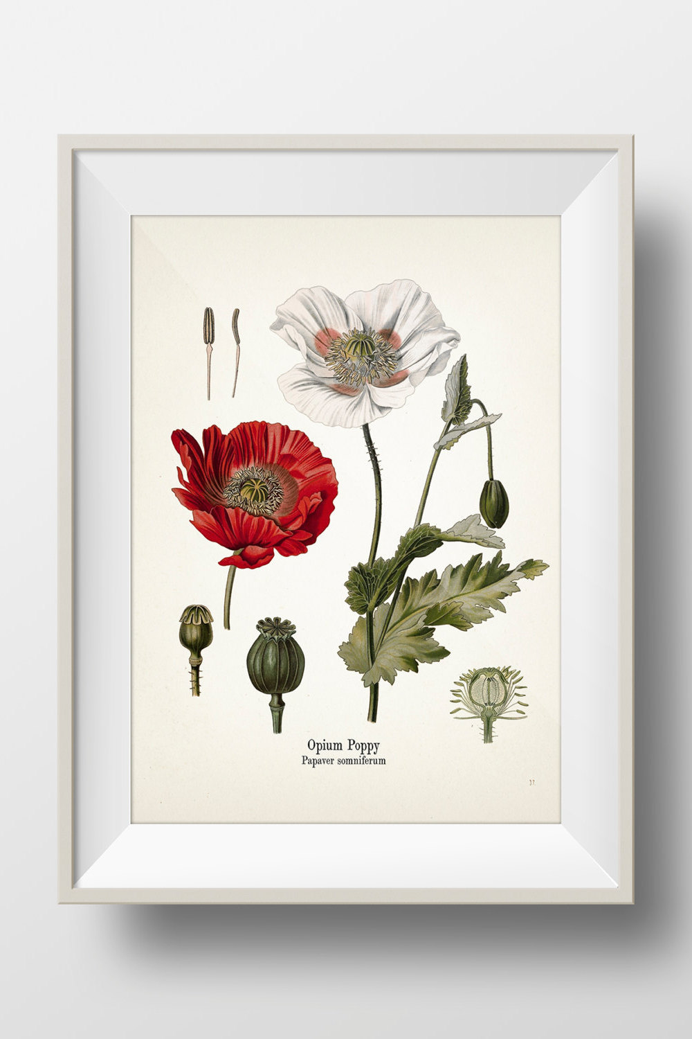 Opium Poppy - Papaver Somniferum - KO-38 - Fine Art Prints of