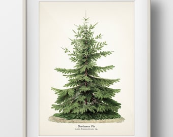 Holly Plant Christmas Botanical Print Holiday Wall Art | Etsy