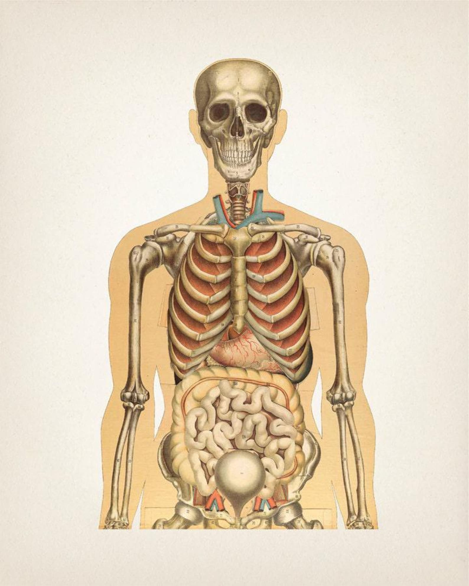 Human Anatomy Wall Art Set of Three - Fine Art Prints of a Vintage ...