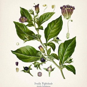 The image is a botanical illustration depicting a Deadly Nightshade plant, specifically Atropa Belladonna.