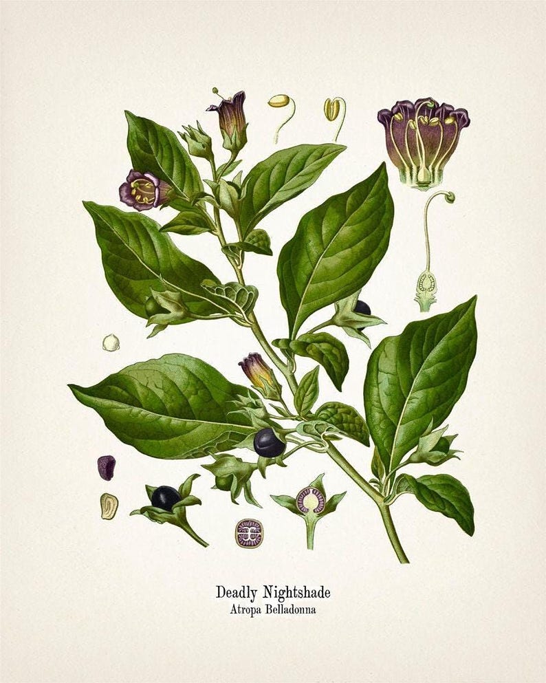 The image is a botanical illustration depicting a Deadly Nightshade plant, specifically Atropa Belladonna.