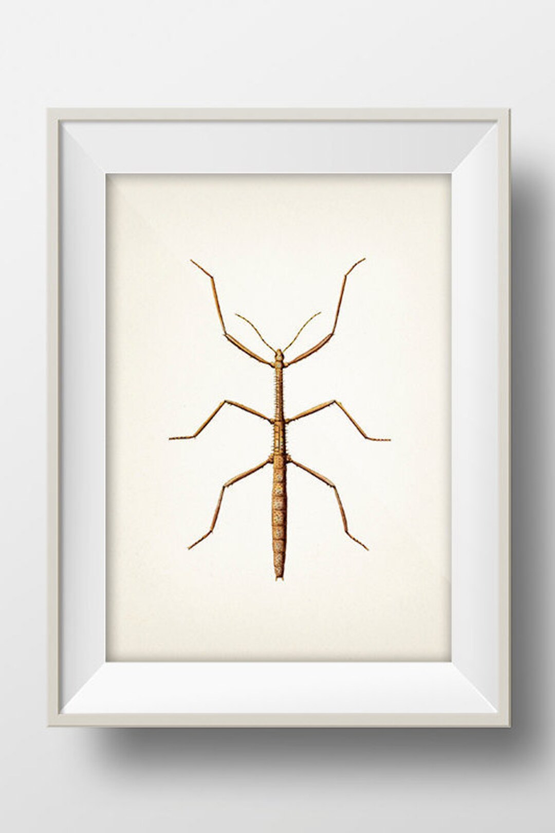 Stick Bug or Walking Stick - IN-09 - Fine Art Print of a Vintage ...