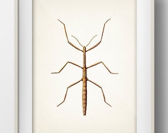 Stick Bug or Walking Stick - IN-09 - Fine art print of a vintage natural history academia illustration