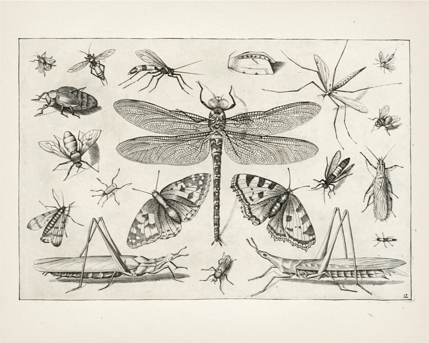 Insect Collage Drawing : Fine art print of a vintage natural history academia illustration,  IN-15