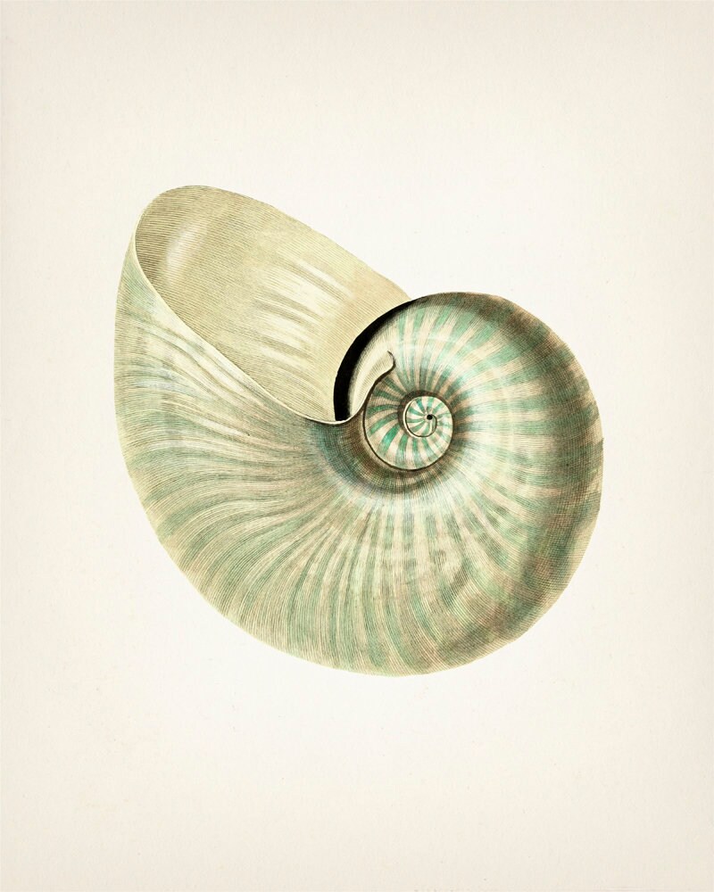 洋書 Shells - Classic Natural History Prints Tropical Sea Shell Collection Vintage Seba Conchology