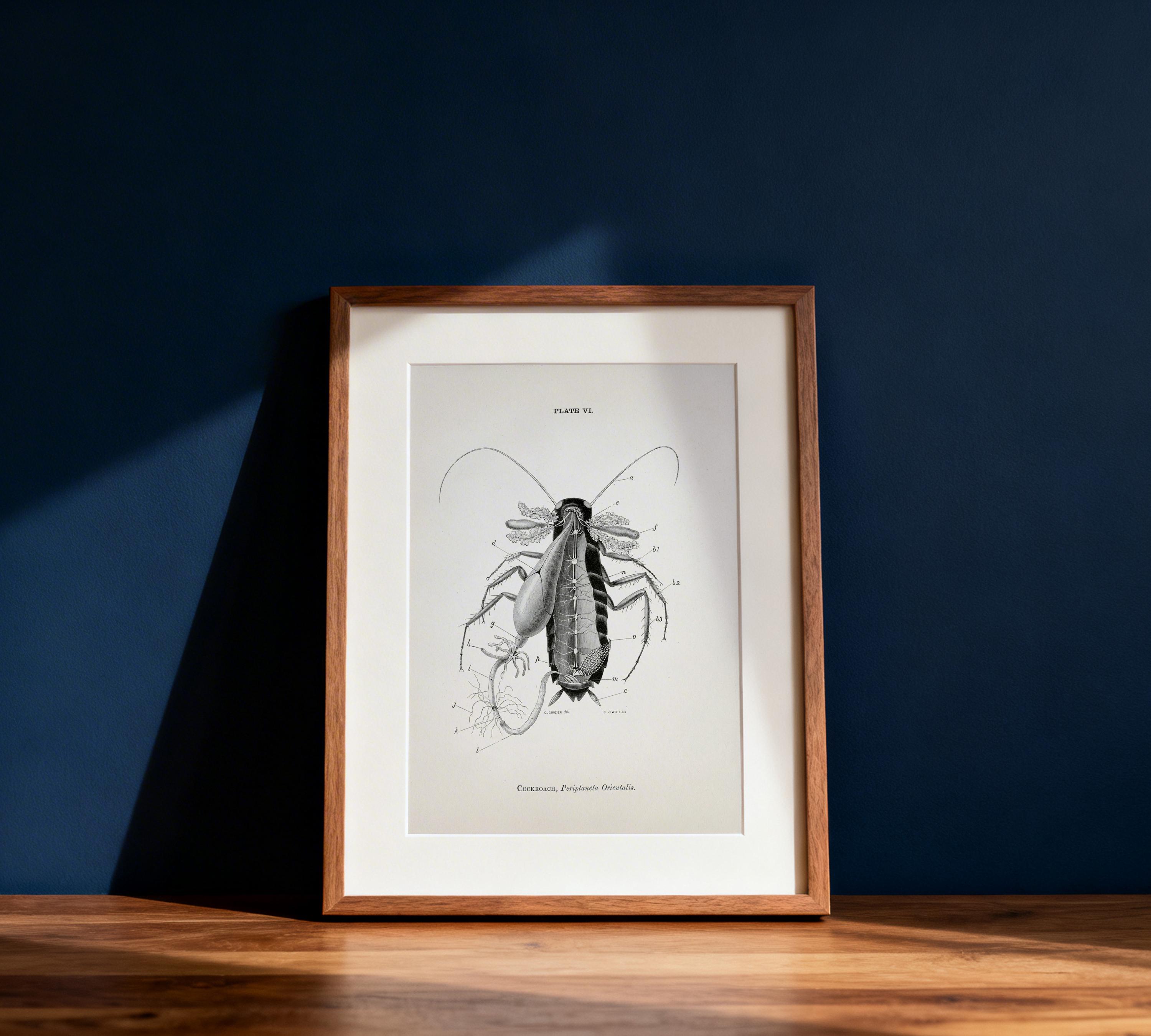 Cockroach Dissection Anatomy Diagram [1870] AN-17 - Fine Art Print of a ...