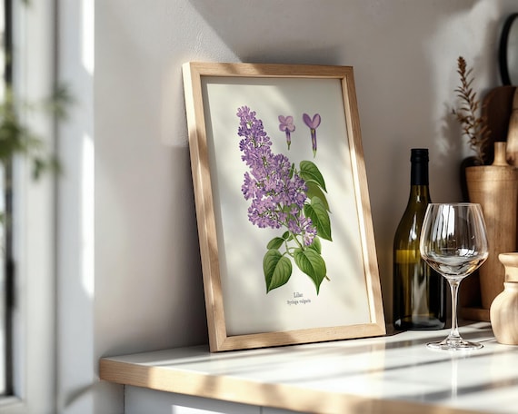 Vintage Lilac Drawing Print (Syringa vulgaris) FL-30 - Fine art