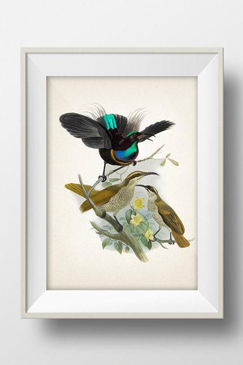 Magnificent Riflebird Drawing Magnificent Riflebird Bird of Paradise (ptiloris Magnificus) - BP-15 ...