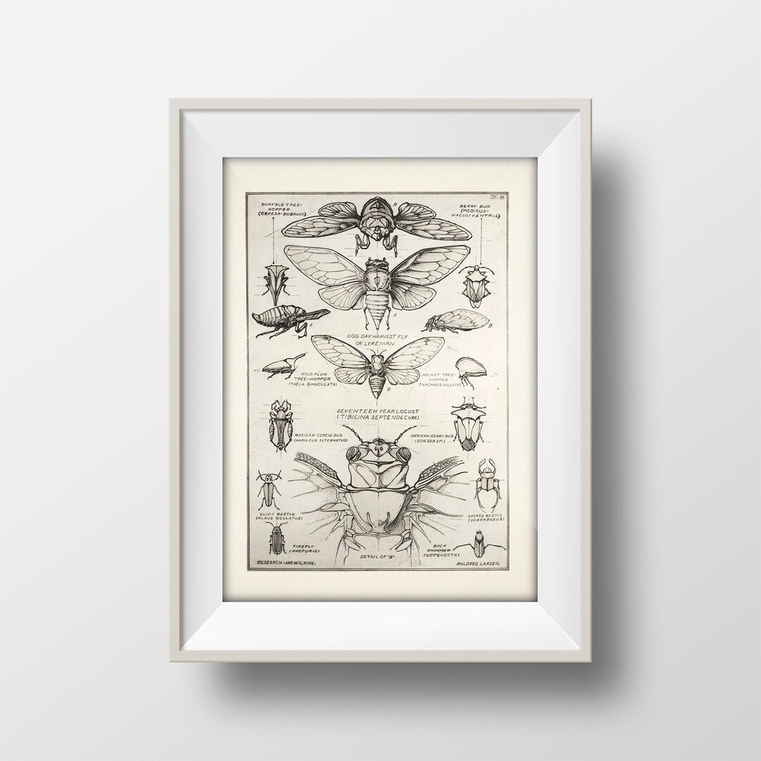 17 Year Cicada or Locust [1924] Design in Nature - IN-34 - Fine Art ...